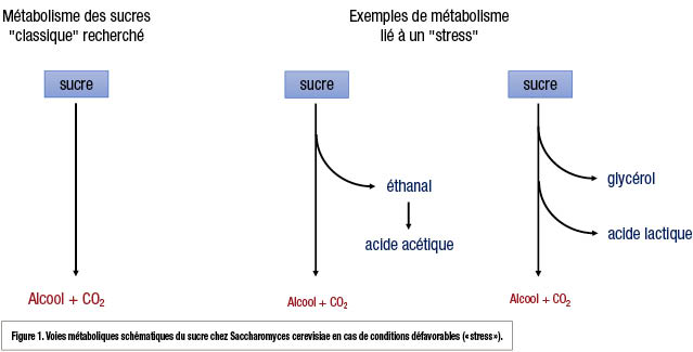 graphique 1 