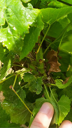 Feuilles de vigne