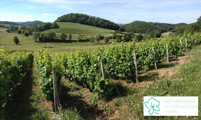 Photo de vigne avec piquets bois
