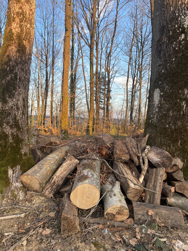 Photo d'un tas de bois