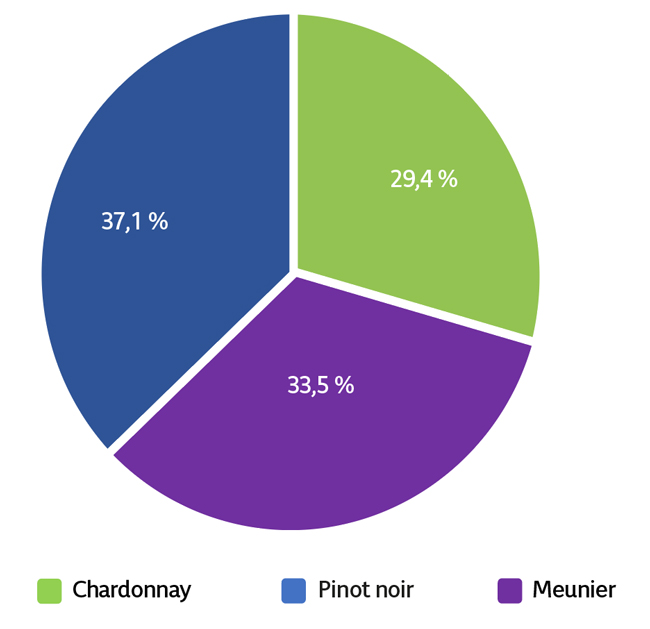 Figure 1. Matu 2024 distribution des parcelles par cépage