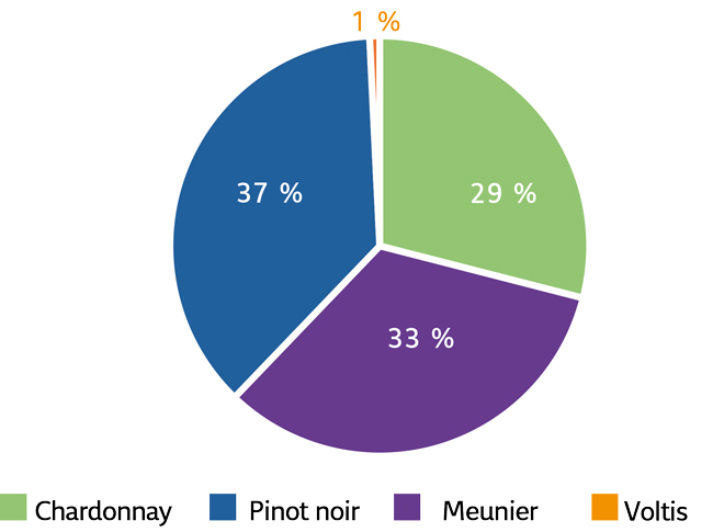 Figure 1. Distribution des parcelles par cépage sur le réseau matu officiel du Comité Champagne en 2025.
