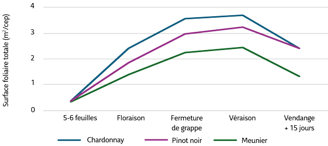 Figure 1. Surface foliaire totale m² par cep sur les 3 cépages en 2024.