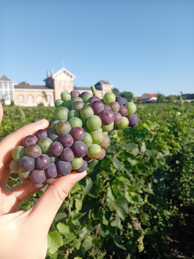Grappe de raisin au stade véraison