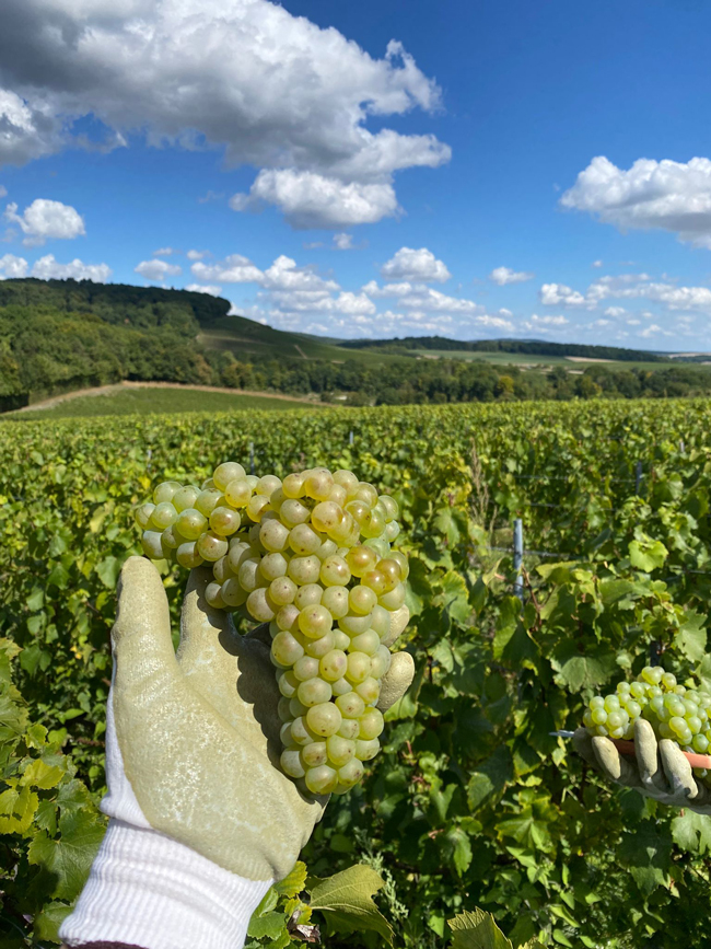 Cueillette dans une parcelle de Chardonnay en 2025.