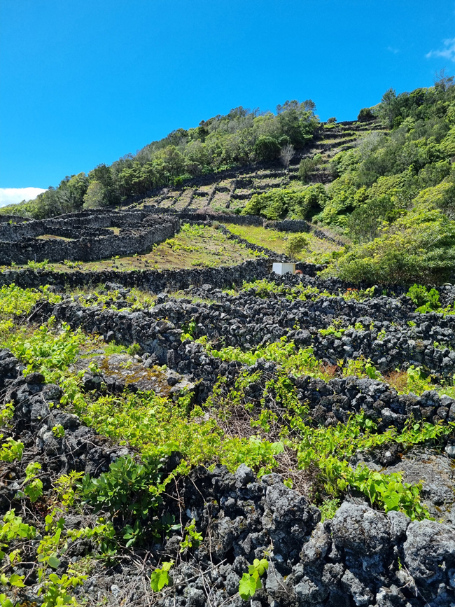 Vignoble dans les Açores. Ile de Pico