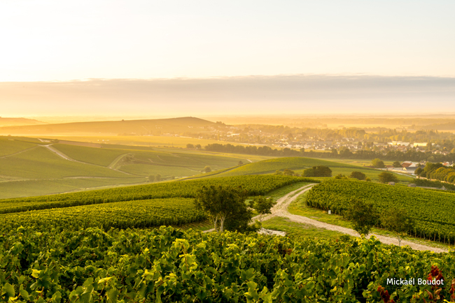 Photo de Michaël Boudot - vignes et chemins 