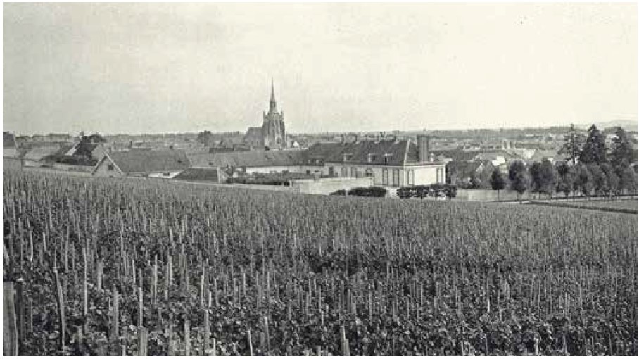 Paysage de vigne en foule (Ay 1889) qui sera progressivement transformé au profit de la culture en rangs palissés.