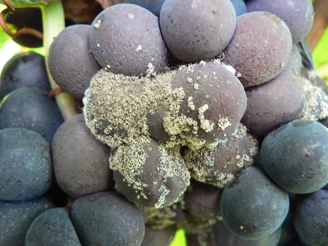 Photo de Colonies de Botrytis cinerea sur baies.