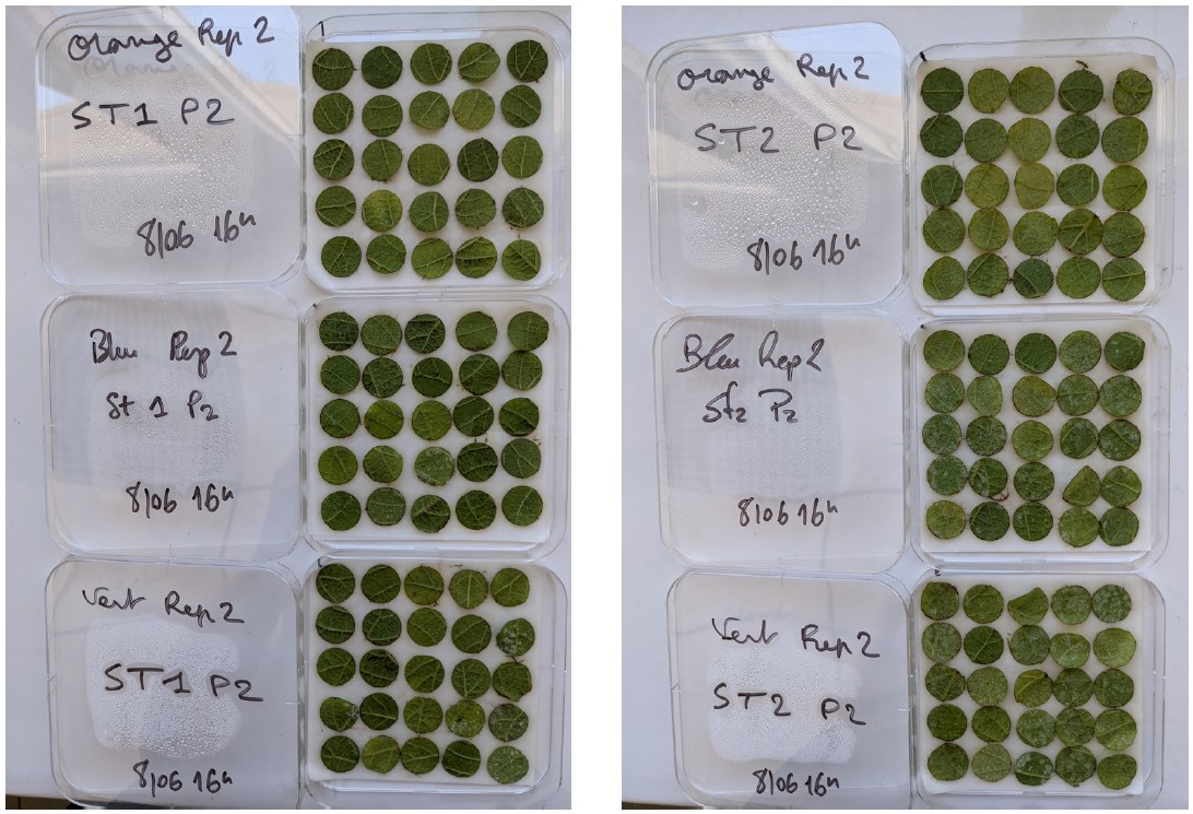 Essai 2021. Sporulation sur feuilles de la base (à gauche) et sur feuilles apicales (à droite)..