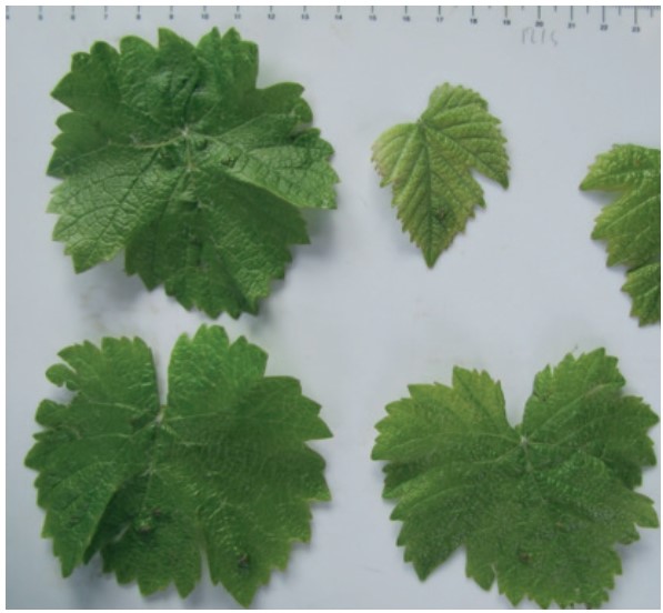 Figure 1. Feuilles étalées sur une grille graduée afin de mesurée la surface totale en vue de l'utilisation d'un logiciel de traitement.