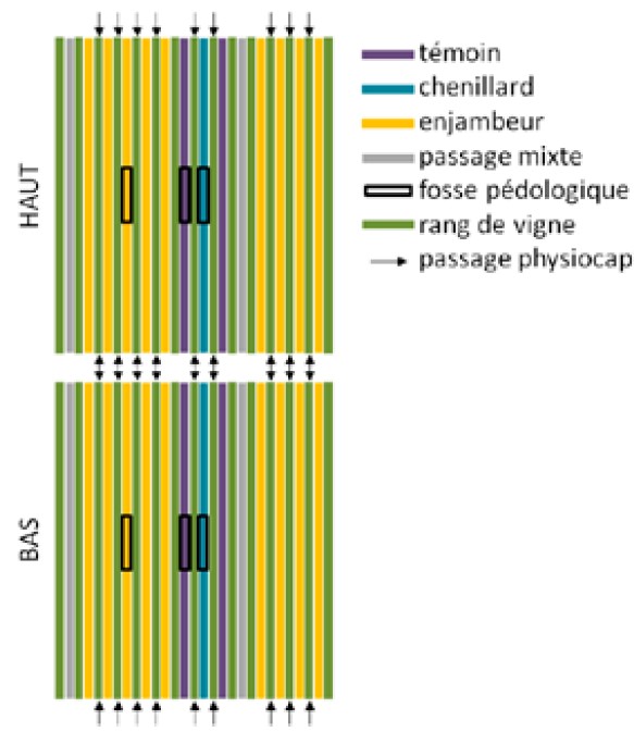 Figure 1. Plan schématique de la parcelle expérimentale.