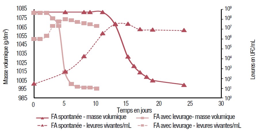 Figure 2. Suivi de l’évolution de la fermentation alcoolique réalisée soit spontanément soit par levurage (sur un même moût).