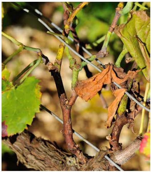 Nécroses sur rameaux principaux, entre-coeurs, entre-coeurs d’entre-coeurs en octobre 2013.