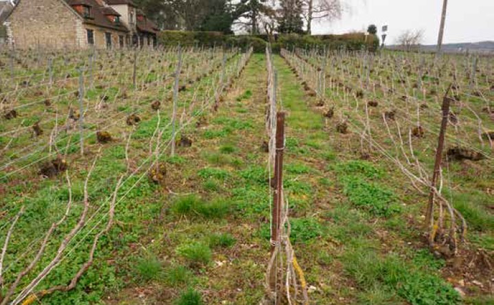 Parcelle en enherbement spontané au printemps.