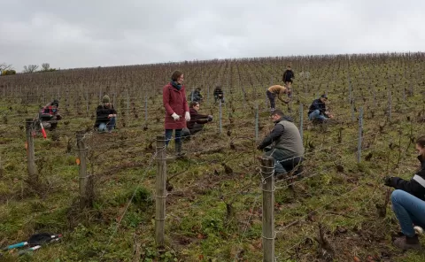 Photo de présentation de la chronique : cours de taille de la vigne