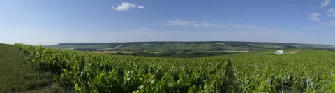 Photo paysage de vigne