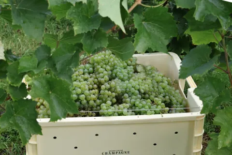 Photo de caisse de vendanges