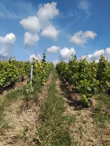 Photo de vigne en mai 2025