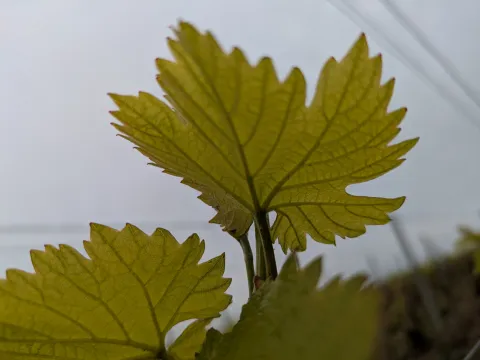 Photo de présentation de la chronique d'avril : feuille de vigne