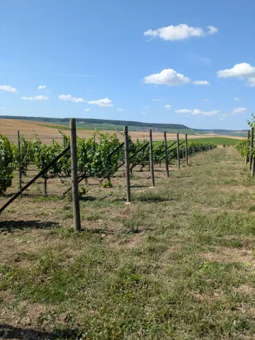 Photo de vigne avec piquet bois à Plumecoq