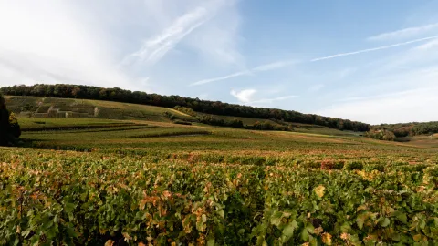 Photo de Hélène Guillet paysage viticole