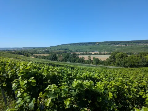 Paysage de Champagne et ciel bleu