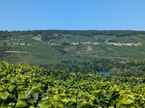 Panorama de vigne