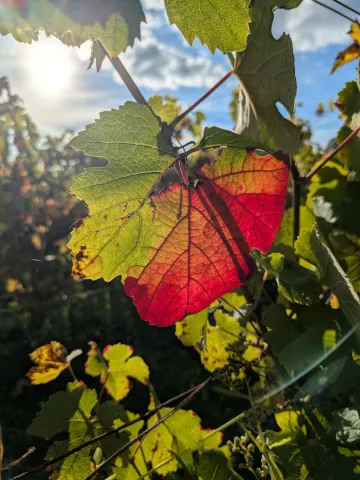 Photo d'une feuille de vigne en automne