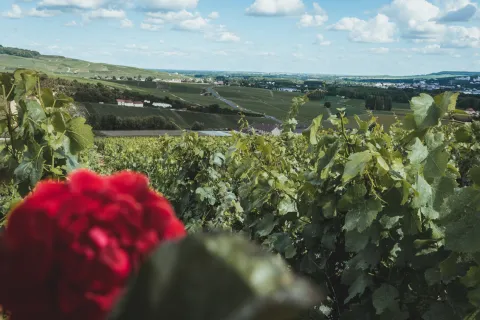 Photo de Hélène Guillet. Paysage viticole champenois