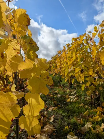 Photo du feuillage en automne