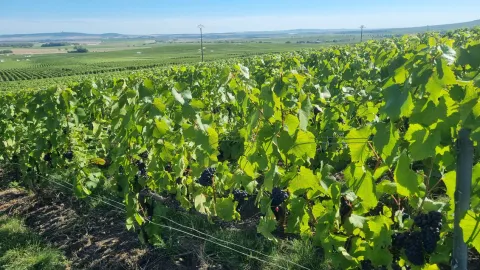 photo de raisin noir pendant les vendanges 2025