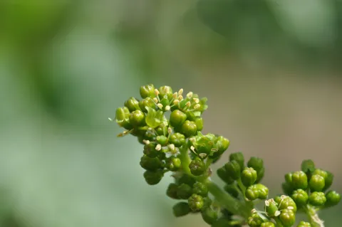 Photo fleur de vigne