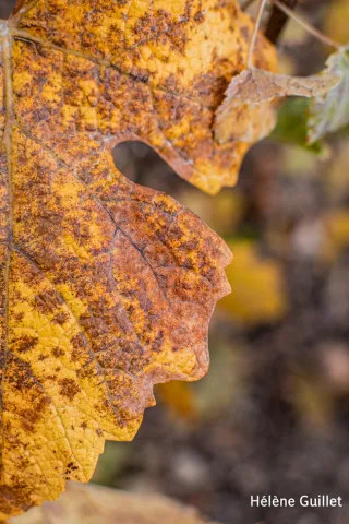 Photo de Hélène Guillet feuille d'automne