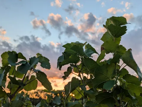 Photo de feuilles vignes et nuages 