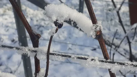 Photo de neige sur sarment de vigne