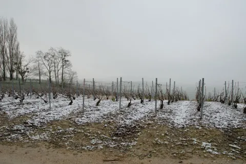 Vigne enneigée