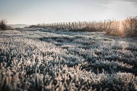 Photo de Hélène Guillet vigne givrée