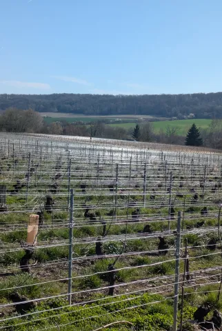 Vigne et piquets