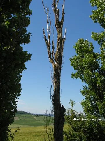 Photo de Miroir Environnement - Arbre mort