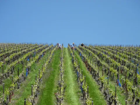 L’ébourgeonnage a commencé sous un grand soleil dans les parcelles non gelées.