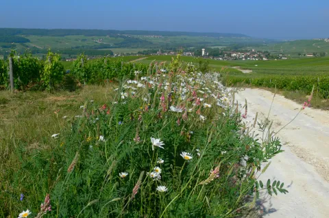 Photo de fleur le long d'un chemin de vigne