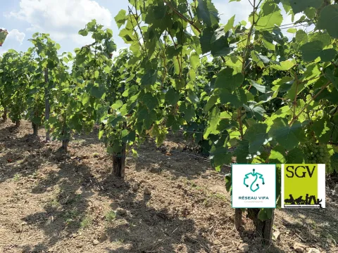 Photo de Voltis planté sur le domaine de Plumecoq.