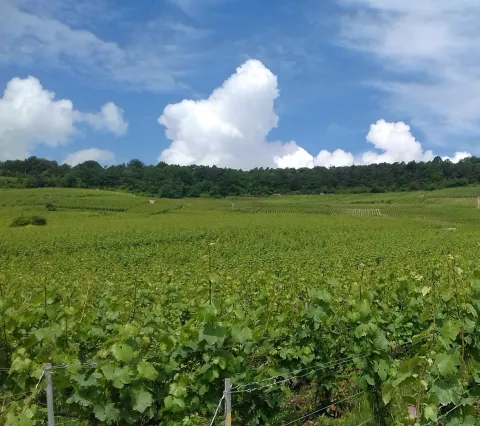 Photo paysage de vignes