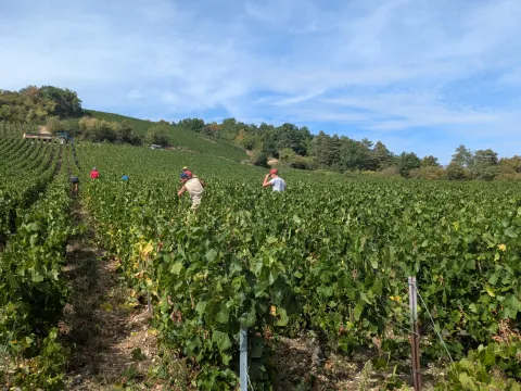 Photo de vendangeurs dans les vignes
