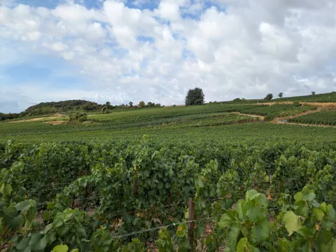 Photo d'un vignoble entière sain.