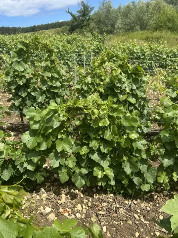 Une des différentes pratiques de gestion de la surface foliaire - le tressage.