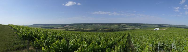 Photo paysage de vigne