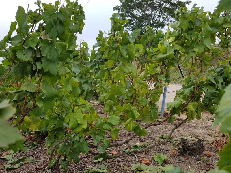 Photo de symptômes d'enroulement sur Chardonnay