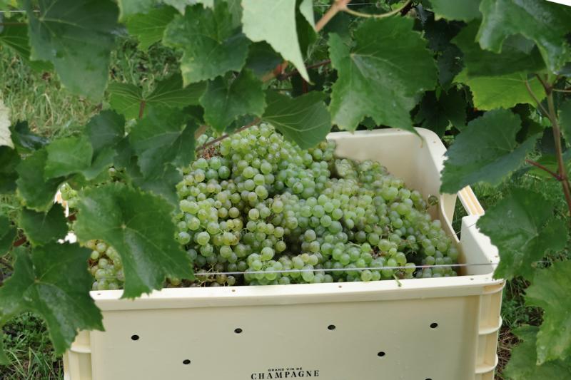 Photo de caisse de vendanges